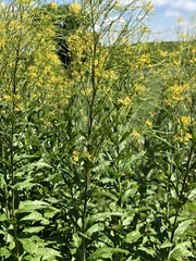 Sisymbrium strictissimum