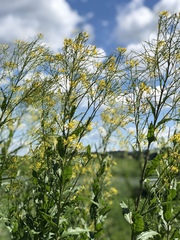 Sisymbrium strictissimum
