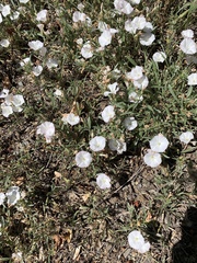 Convolvulus lineatus