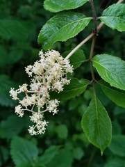 Sambucus kamtschatica