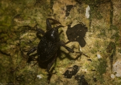 Onidistus araneus