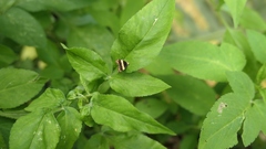 Choreutis basalis