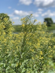 Sisymbrium strictissimum