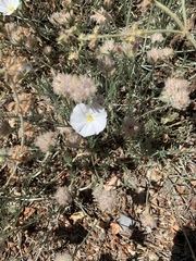 Convolvulus lanuginosus