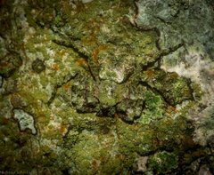 Stephanopis carcinoides