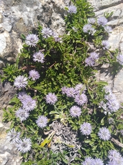 Globularia repens