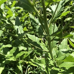 Sisymbrium strictissimum