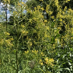Sisymbrium strictissimum