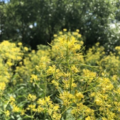 Sisymbrium strictissimum