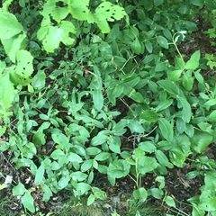 Lonicera dioica