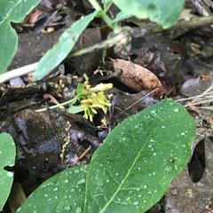 Lonicera dioica