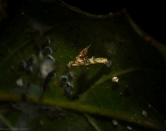 Cyphosticha panconita