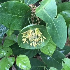 Lonicera dioica