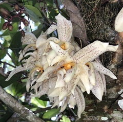 Stanhopea whittenii
