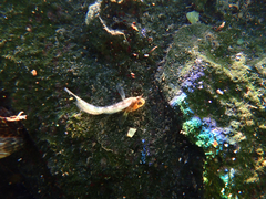 Parablennius tasmanianus