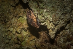 Anabunda murrayfletcheri