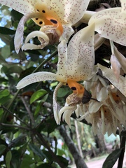 Stanhopea whittenii