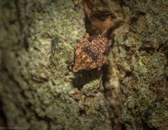 Anabunda murrayfletcheri