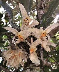 Stanhopea whittenii