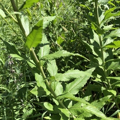 Sisymbrium strictissimum