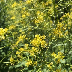 Sisymbrium strictissimum
