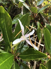 Hauya elegans cornuta