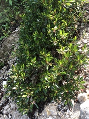 Hauya elegans cornuta