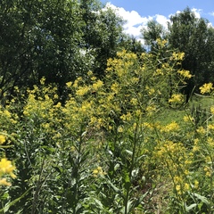 Sisymbrium strictissimum