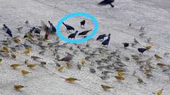 Molothrus bonariensis