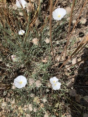 Convolvulus lanuginosus