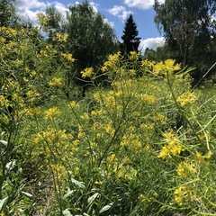 Sisymbrium strictissimum