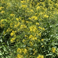 Sisymbrium strictissimum