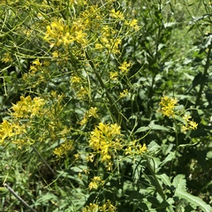 Sisymbrium strictissimum