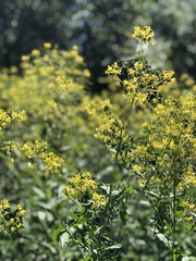 Sisymbrium strictissimum