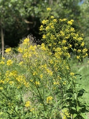 Sisymbrium strictissimum