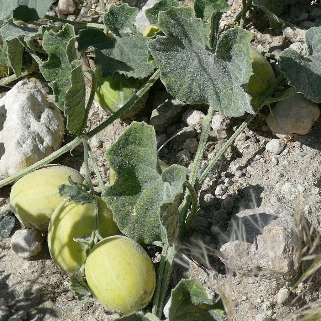 Goat Cucumber