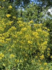 Sisymbrium strictissimum