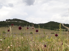 Allium atroviolaceum