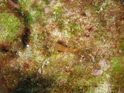 Cocos triplefin (Axoclinus cocoensis) — Tripterygiidae