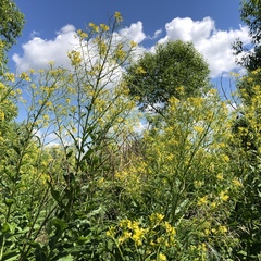 Sisymbrium strictissimum