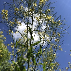 Sisymbrium strictissimum