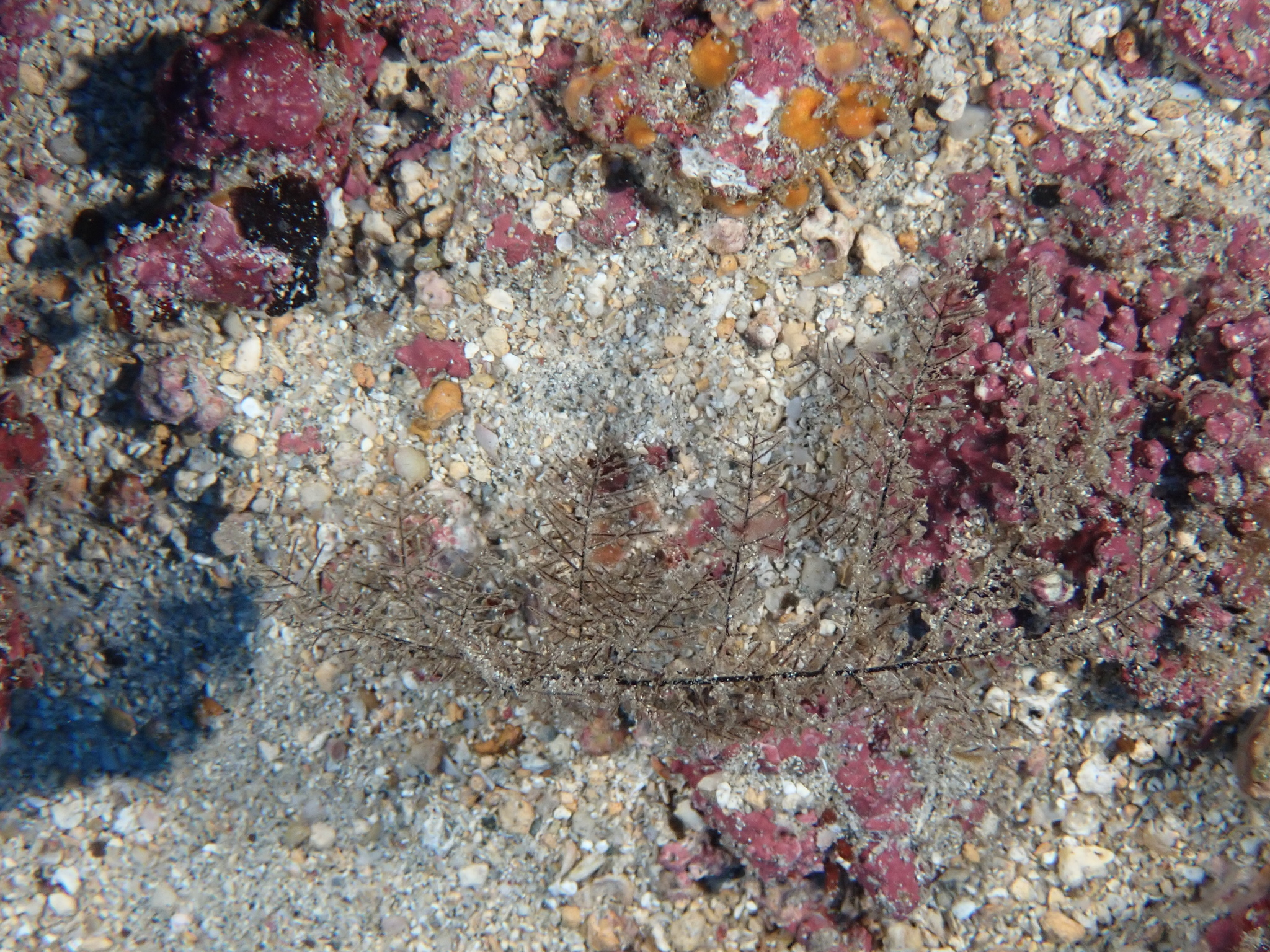 Myriopathes panamensis (Verrill, 1869)