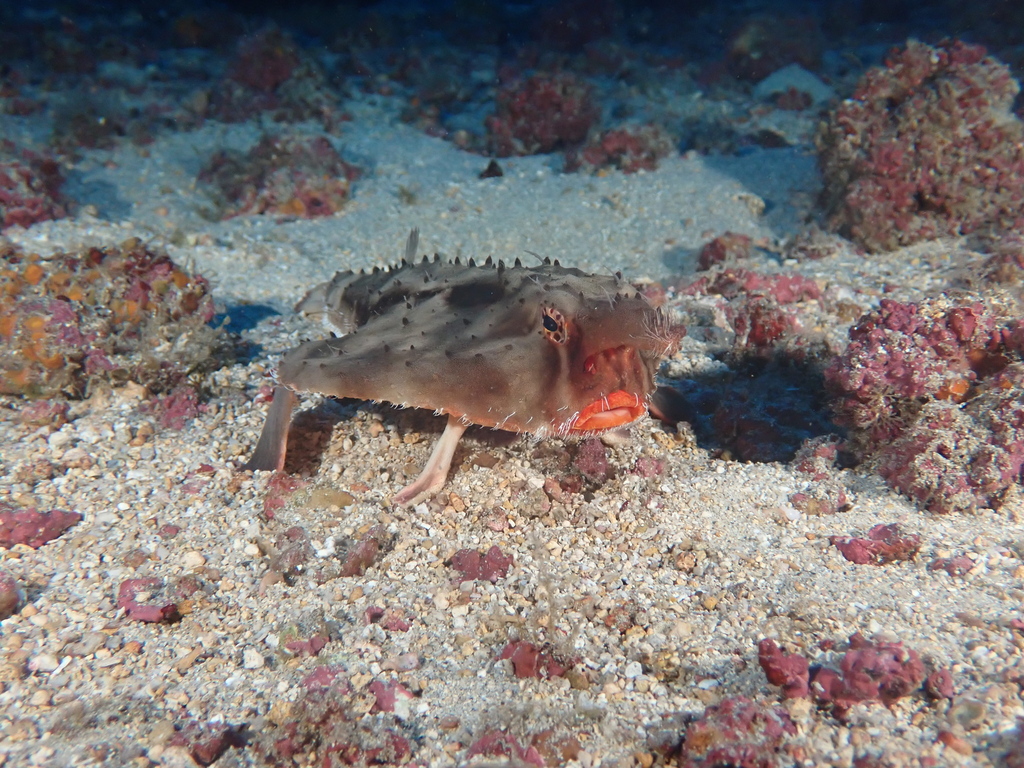 Rosy-lipped batfish (Ogcocephalus porrectus) — Ogcocephalidae
