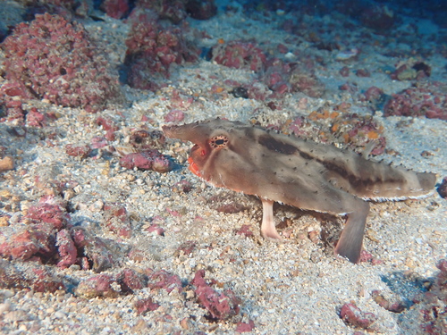 Rosy-lipped batfish (Ogcocephalus porrectus) — Ogcocephalidae — 3