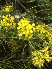 Erysimum cuspidatum