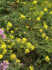 Erysimum cuspidatum