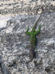 Anolis leachii