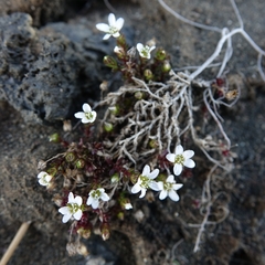 Arenaria norvegica