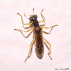 Isohydnocera