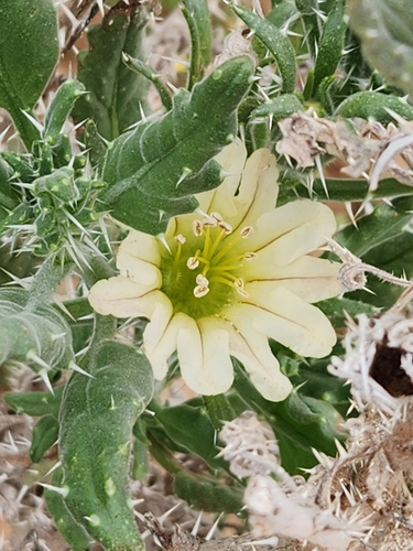 Codon royenii (Codon royenii)